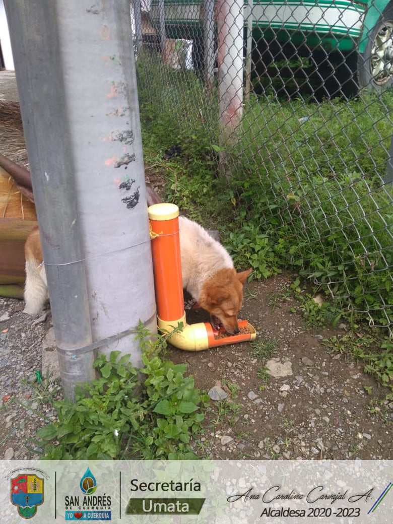 San Andrés de Cuerquia instala los comedores caninos en sus calles San Andrés de Cuerquia instala los comedores caninos en sus calles