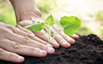 Siembra de árboles en Liborina