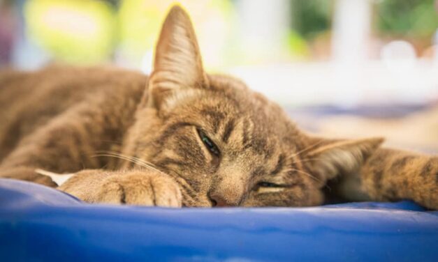 Caldas esteriliza sus mascotas.