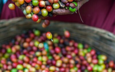 Concordia ayuda a fertilizar sus tierras