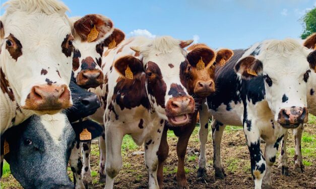 Reconfiguración de “la patria lechera”