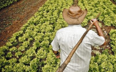 Escuela de Campo de agricultores en Dabeiba