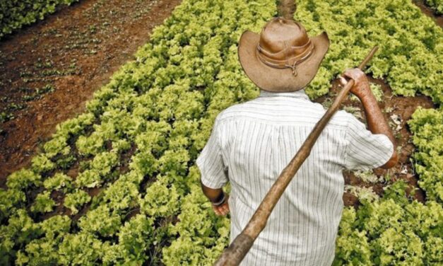 Escuela de Campo de agricultores en Dabeiba