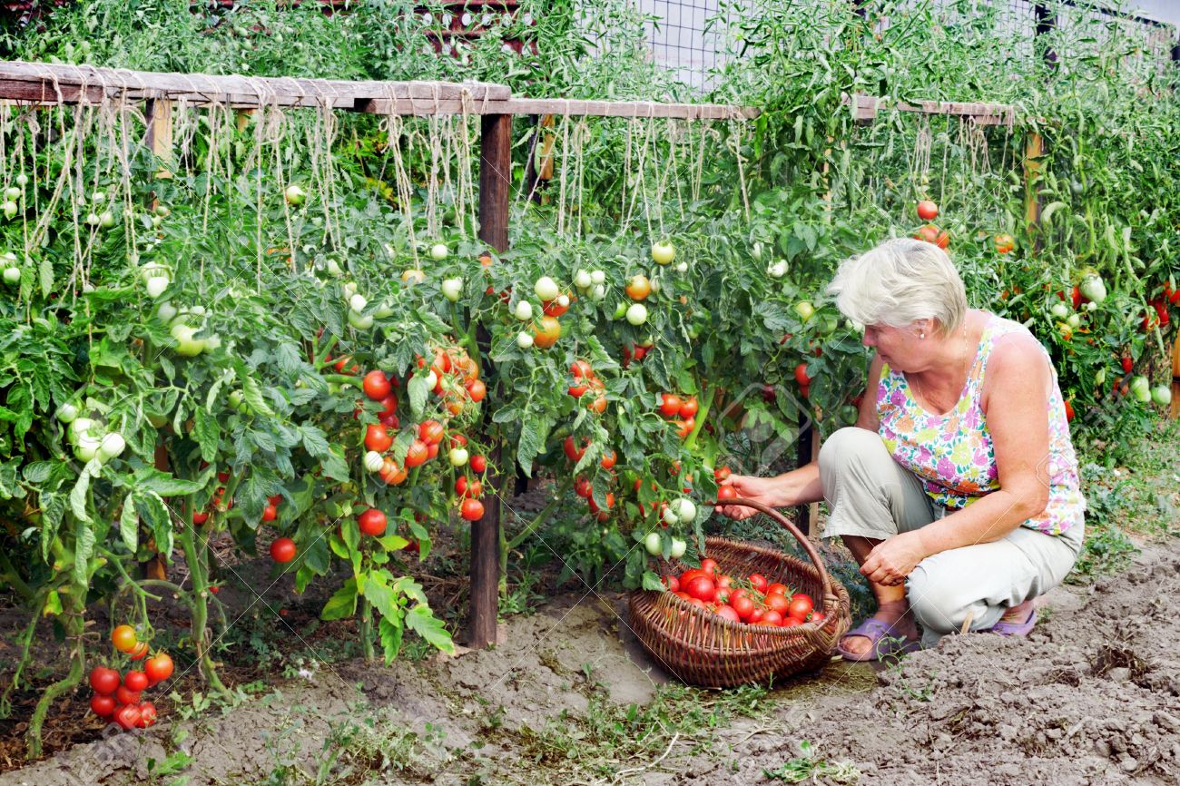 Cultiva una huerta en casa