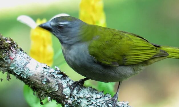 El Área Metropolitana protege la biodiversidad