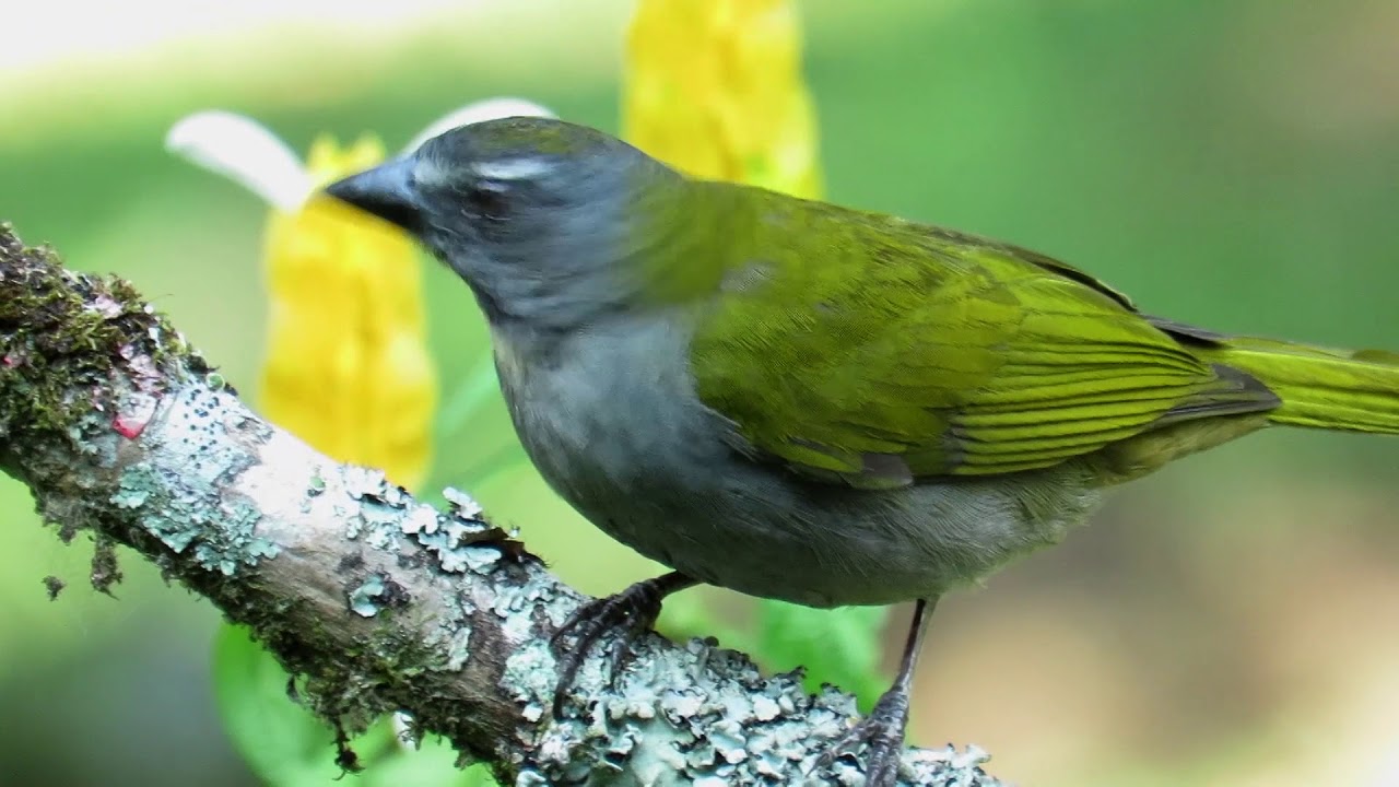 El Área Metropolitana protege la biodiversidad El Área Metropolitana protege la biodiversidad