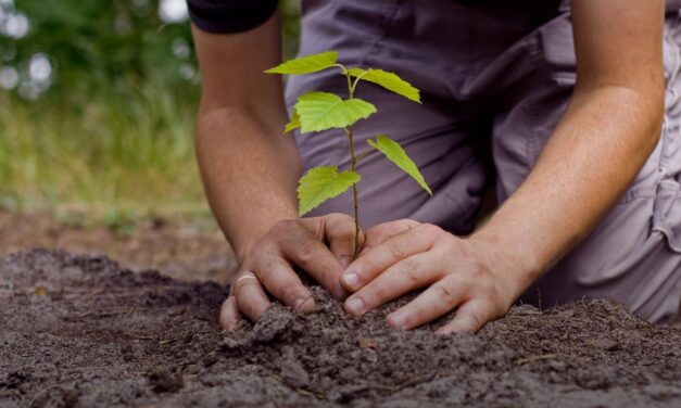 Sembratón Bosques de Vida en Campamento