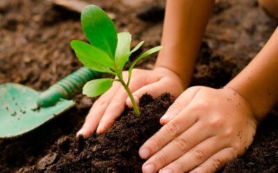 Sembratón en La Pintada