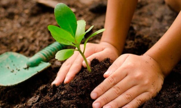 Sembratón en La Pintada