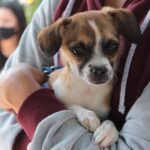 Yalí brinda atención veterinaria para las mascotas