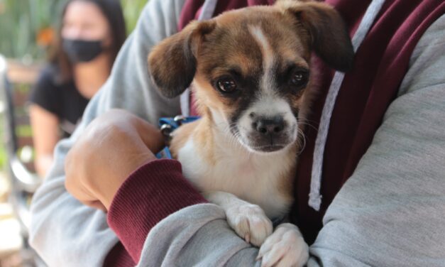 Yalí brinda atención veterinaria para las mascotas