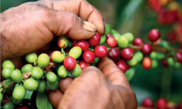San Andrés de Cuerquia implementa protocolos de bioseguridad en los cafeteros