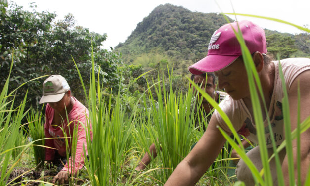 El arroz secano es una alternativa alimentaria