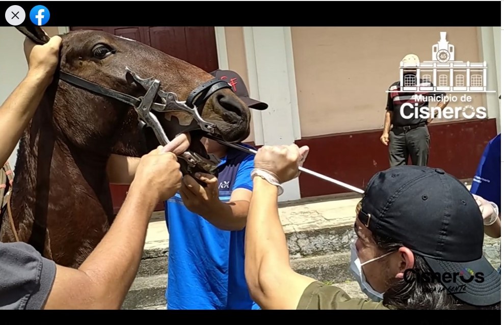 Cisneros celebró el día del caballo Cisneros celebró el día del caballo