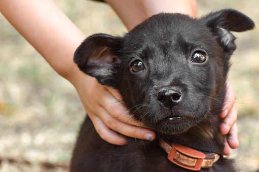 Quinta feria adopta un amigo en Copacabana
