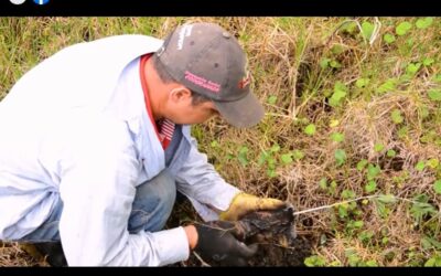 Reforestaciones en veredas de Santa Fe de Antioquia
