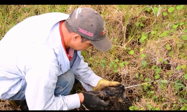 Reforestaciones en veredas de Santa Fe de Antioquia