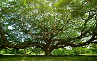 100 nuevos árboles en San Jerónimo