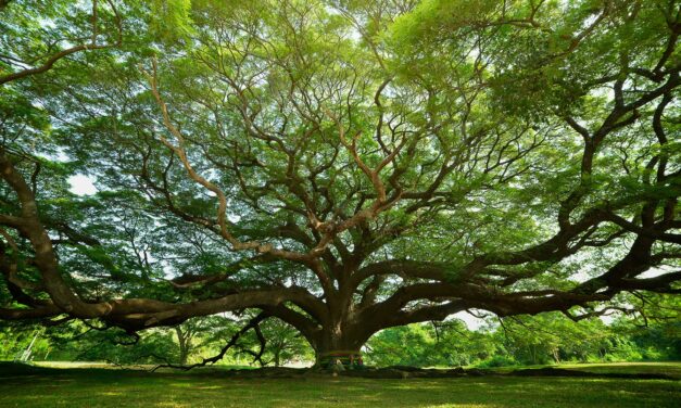 100 nuevos árboles en San Jerónimo