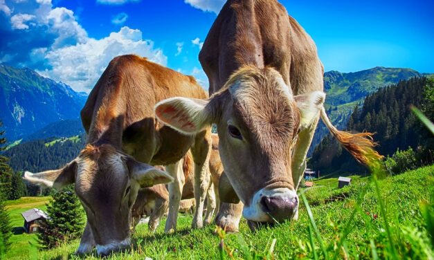 Antioquia busca estrategias para tener una ganadería en pro del medio ambiente