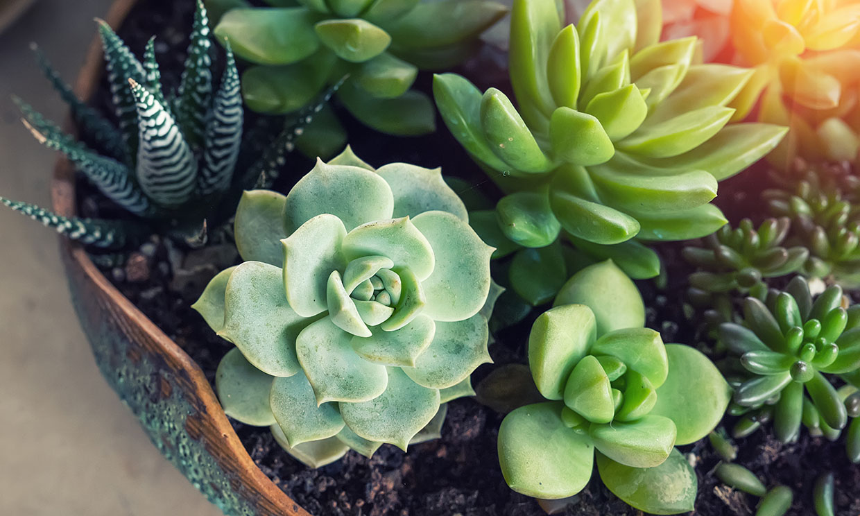 Miniature succulent plants