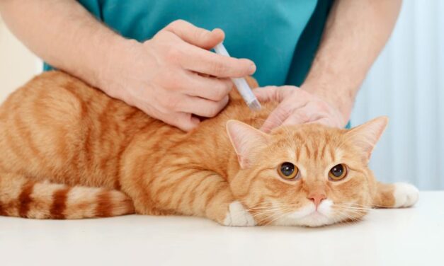 Segunda jornada de vacunación canina y felina en Heliconia