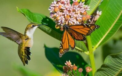 Taller de polinizadores agrícolas en Jardín