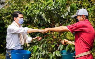 La Cosecha Cafetera no registró muertes por covid-19 en Antioquia