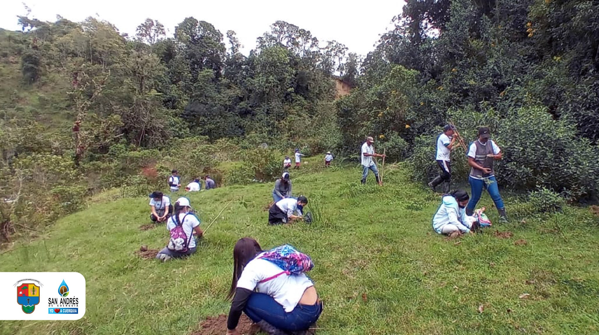 San Andrés de Cuerquia realiza una sembratón que beneficia al medio ambiente San Andrés de Cuerquia realiza una sembratón que beneficia al medio ambiente