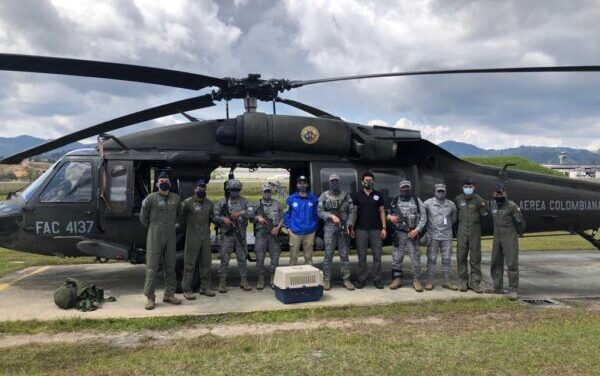 Misión especial permitió que una tigrilla lanuda volviera a la libertad