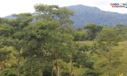 Chigorodó protege las fuentes hídricas