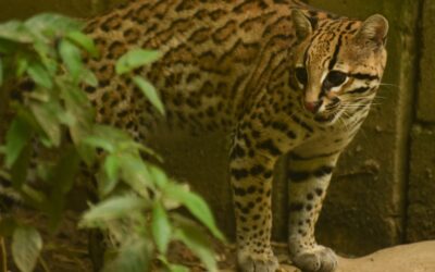 Entidades rastrean felino con tecnología satelital
