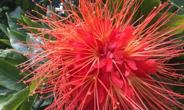 Itagüí comprometido con el cuidado de la flora