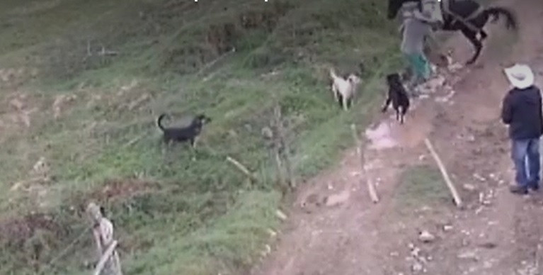 Caso de maltrato animal en Santa Rosa de Osos, Antioquia