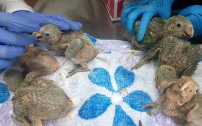 En Puerto Triunfo se incautó loros recién nacidos