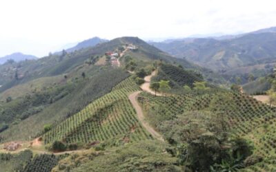 Homicidio en el sector El Guamo