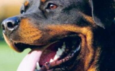 Imputación por matar a un perro