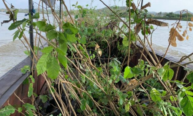 Medio ambiente y vivienda en Nechí