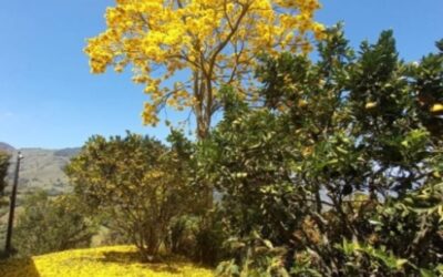 Reforestando Titiribí Antioquia