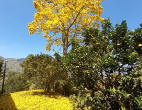 Reforestando Titiribí Antioquia