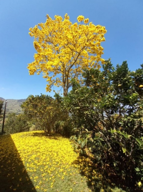 Reforestanto Titiribí Antioquia Reforestando Titiribí Antioquia
