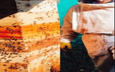 UMATA asesora a Campamento