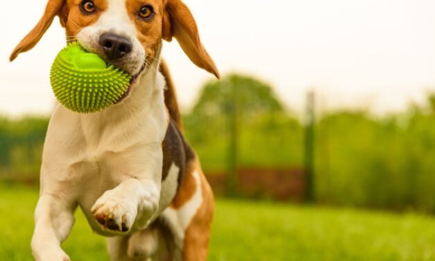Nuevo parque canino en Laureles