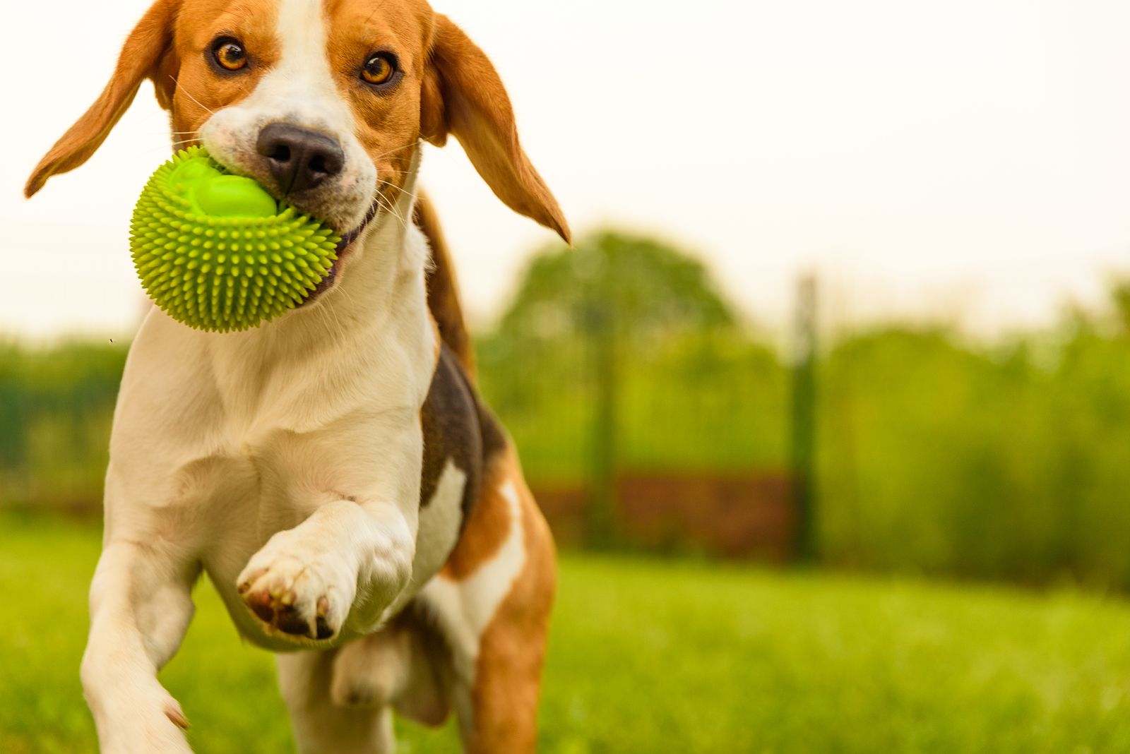 bigstock-dog-beagle-having-fun-running-294325987-1