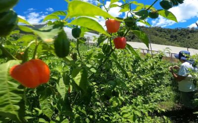 Santo Domingo produce ahora más de una tonelada de chile mexicano al mes