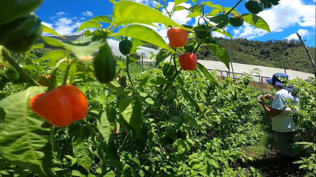 Santo Domingo produce ahora más de una tonelada de chile mexicano al mes Santo Domingo produce ahora más de una tonelada de chile mexicano al mes