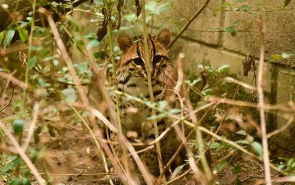 Después de un rastreo satelital confirman que felino liberado en Antioquia sigue vivo