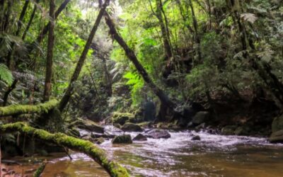 Parque BIO+ en Suroeste antioqueño