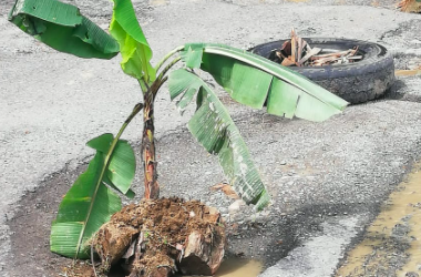 Debido al mal estado de la vía la comunidad sembró plátanos entre la Autopista Medellín-Bogotá