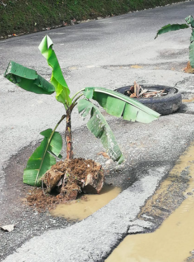 Debido al mal estado de la vía la comunidad sembró plátanos entre la Autopista Medellín-Bogotá Debido al mal estado de la vía la comunidad sembró plátanos entre la Autopista Medellín-Bogotá